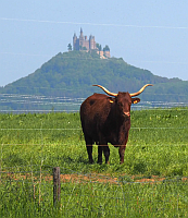 Ochse-vor-Hohenzollern